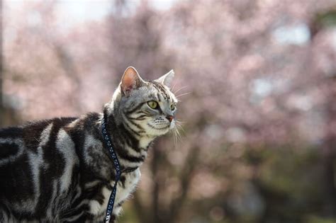 【猫にまつわるスピリチュアルな言い伝え11選】猫が来る家の運。